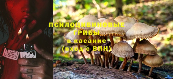 прущие грибы Абинск