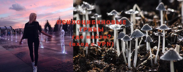 прущие грибы Абинск